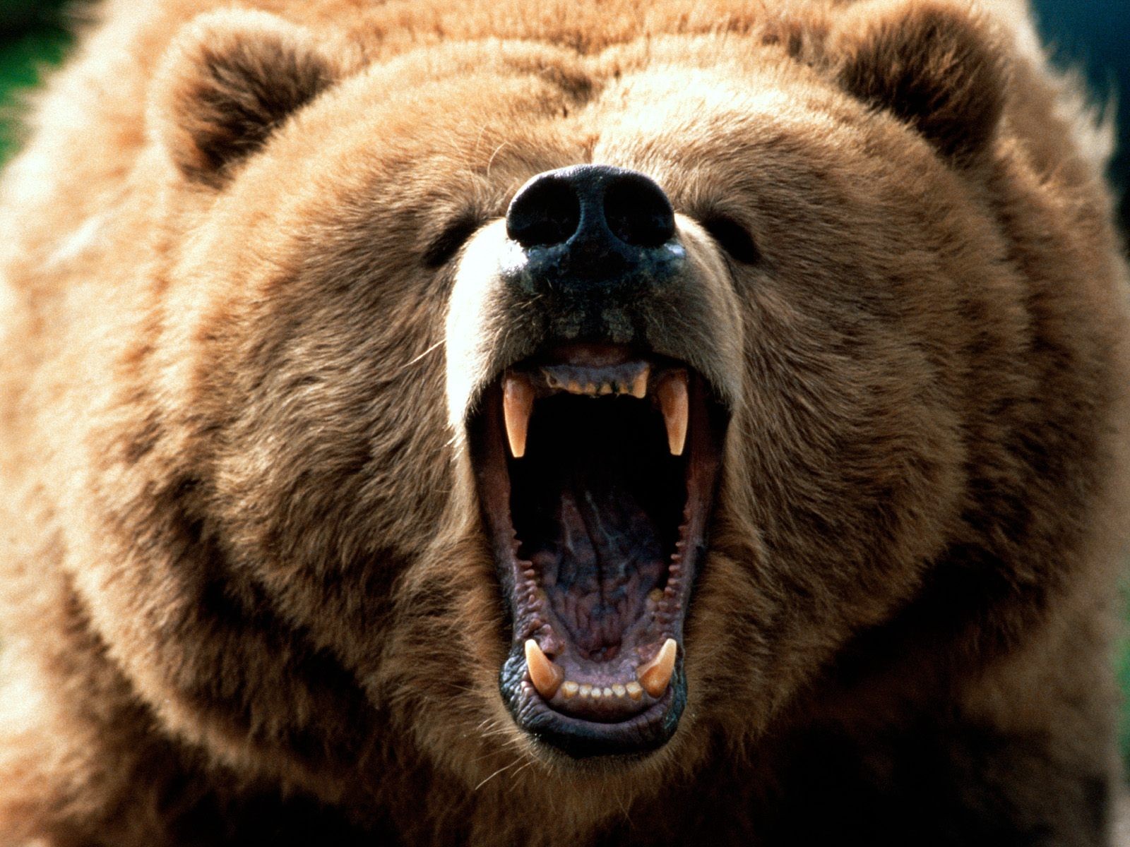Learn to Trade Cryptocurrency in a Bearish Market